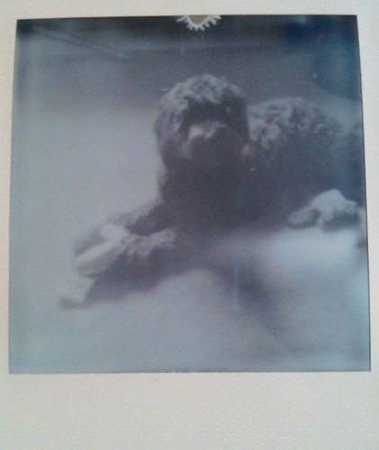 Polaroid Snaps