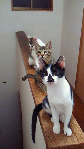 どうめき　あやね@猫又