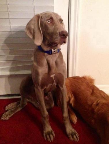 gerritstroh's profile picture. August in Kansas City is hotter than two rats in a wool sock