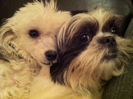 We just chillin, more treats, less drama Pulease!