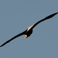 Peter Kalberer (@peterunterwegs) 's Twitter Profile