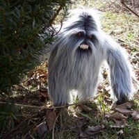 Yeti Goldstine (@yetigoldstine) 's Twitter Profile