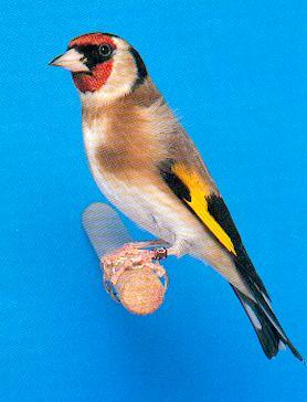 unpacho's profile picture. creo que soy de lo peor,  (estatutario) sindicalista,NO LIBERADO,.desde el 13 3 13 aún  peor dispongo de 63h mes  que nadie se acerque a mí, nada hay más dañino