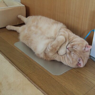だめねこ Dameneko Lv001 Twitter