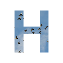 doyouhaiku's profile picture. one haiku a day / keeps the pack of wolves at bay / be saved, write poetry