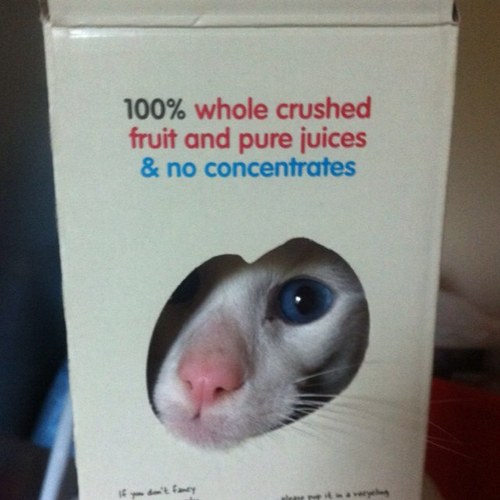 DoonhamerOllie's profile picture. 