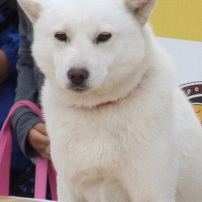 シロ