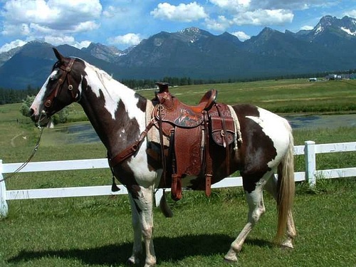 sirisaddle's profile picture. 