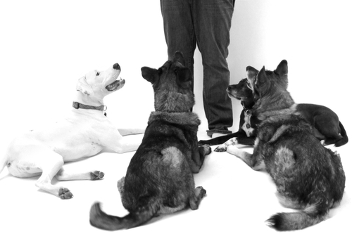 Real life solutions for busy people and their behavior-challenged dogs.