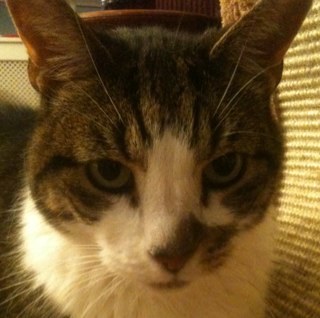 Hood cat trying to make a living as a mouse catcher, but too fat to run...meh
