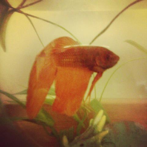 DormFisherman's profile picture. I'm a middle aged fish stuck in a plastic bowl of emotion.