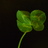 4leafclover