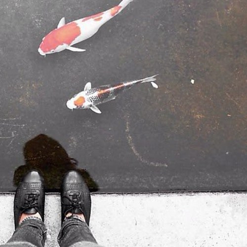 pinnymu's profile picture. nonsensical musings