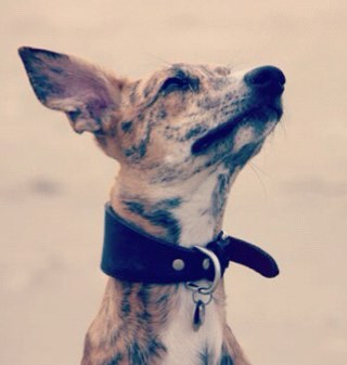 Very desirable whippet, love to chase birds and their shadows, love to run and play with Rebel.@hesterblom
