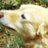 HundeStories's profile image