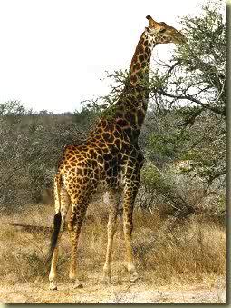 Feitjes over de giraffe, het mooiste dier uit de natuur!