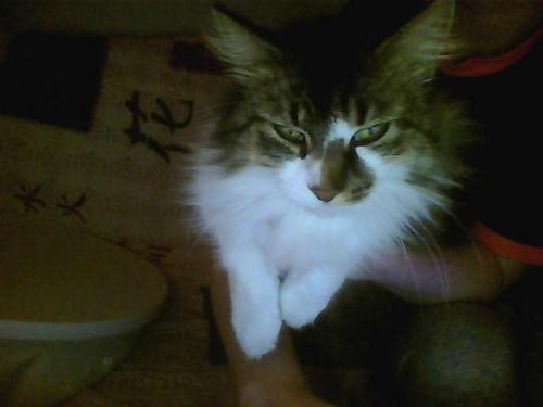 allain72823651's profile picture. adore la musique et la danse country