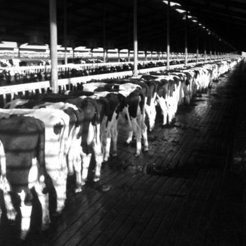 xcddairyhfrs's profile picture. 