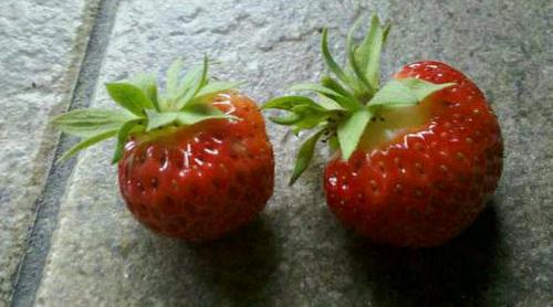 sighein's profile picture. 