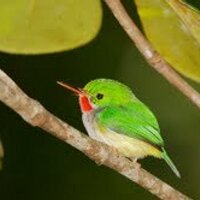 sawwhetowls (@sawwhetowls) 's Twitter Profile