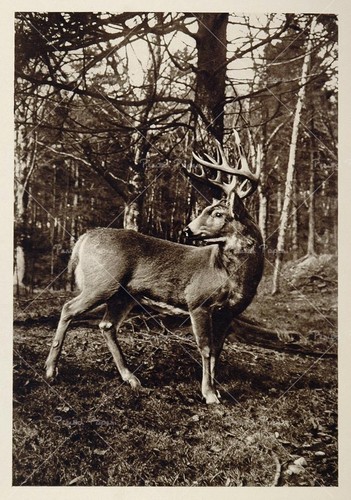 biushter's profile picture. Licenciado en informática