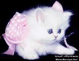 sunlighat's profile picture. 