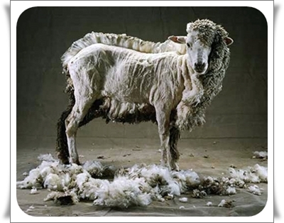 yemedias's profile picture. De profesion peinaovejas hago pelucas y cuando me apetece diseño bufandas.Soy feliz.