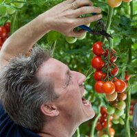 Nic (@tomatoloog) 's Twitter Profile