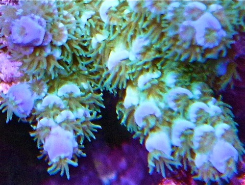 Established 2000.  Specializing in marine corals, inverts, and fish.
