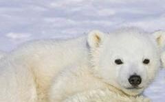 I Am Snowball The Baby Female Polar Bear...My Mom Left Me, But @VindictiveBeast Says Im His, Still Figuring Out What That Means. Warning; Im Super Cute. [RP]