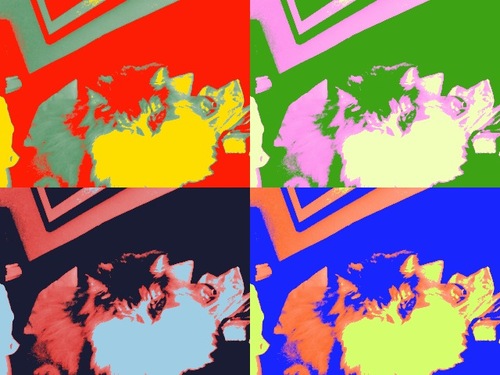 Freyja_the_Cat's profile picture. I like to play with toys.