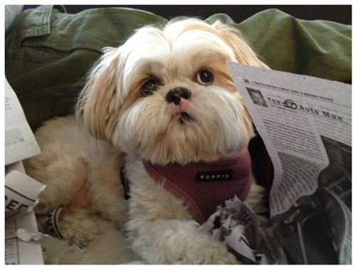 I am THE famous blogging Shihtzu. I bring good luck.