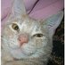 Profile Picture of Micki Jo Braman (@Tigerthecutie2) on Twitter