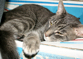 Mysteeqz5's profile picture. I'm a homeschooling mother of 3, trying to work from home.