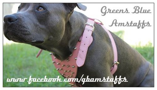 GBAmstaffs's profile picture. www.greensblueamstaffs@hotmail.com