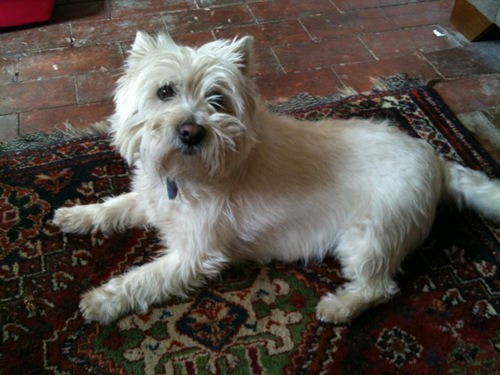 dogtabloid's profile picture. (Blog under construction).
Dog news and views blogger to be.
Always on the look out for features, news stories and fun new doggie products.