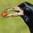 wderoeck's profile image