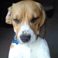 Luckydog (@luckythebeagle) 's Twitter Profile