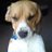 LuckytheBeagle's profile image