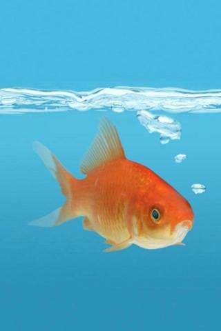 scissors_kany's profile picture. 奇面フラッシュ