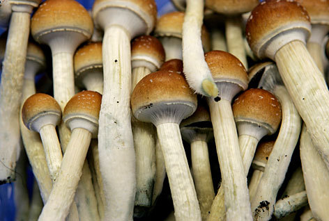 Advocating the responsible use of psychedelics