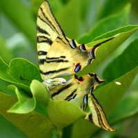 ZURICH FLUGHAFEN (@flugha) 's Twitter Profile