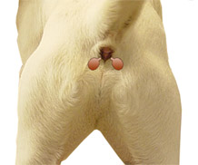 AnalGlands's profile picture. 