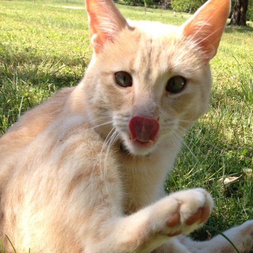 MufasaLovesMom's profile picture. 3 year old kitty hottie. Sorry, ladies, I'm taken by a lovely indoor cat by the name of Sophie. Stay beautiful ;)