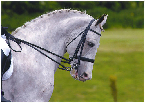 samanthafish's profile picture. Dressage Rider