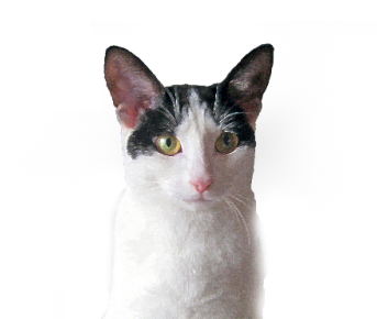 Black and white moggy girl, mascot of http://t.co/swe5AqYF9f, ruler of my kingdom, master of seven humans. See http://t.co/2UxeELn707. Also follow @daintypaws