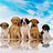 animalfriendsES's profile image
