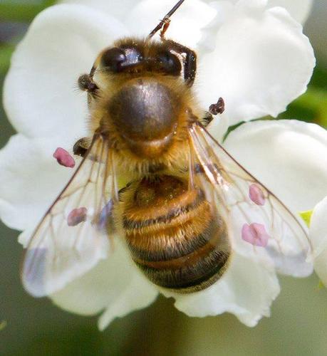 ForlotDominique's profile picture. MG Breton !