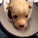 joe guy - @GuyJrcw02 - Twitter