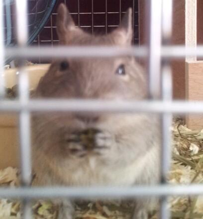 minniechilla's profile picture. we are degus and chinchillas together we stand in our own community